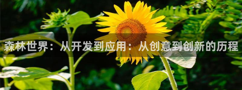 28大神预测群号码：森林世界：从开发到应用：从创意到创新的历